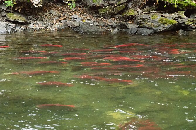 E-Bike Salmon Adventure - Safety Measures