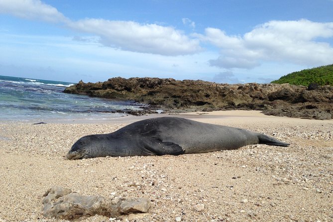 Eco-Adventure Friendly Aloha Island Tour - Tour Overview and Details