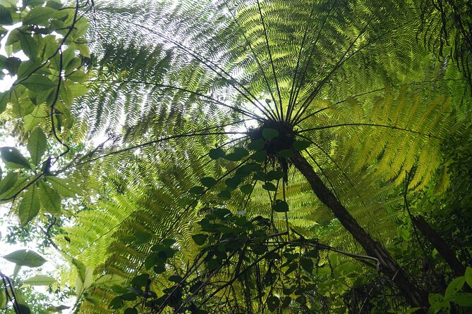 El Nogalito Mountain and Waterfall Half-Day Hiking Tour - Additional Information