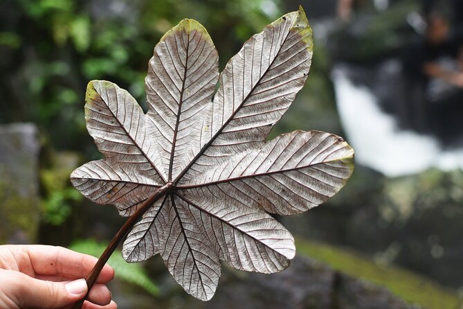 El Yunque Rainforest and Zipline Canopy Combo Tour - Hiking Through the Lush Rainforest