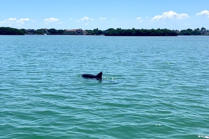 Electric Paddle Board Dolphin Watching Tour of Shell Key Preserve - Tour Details