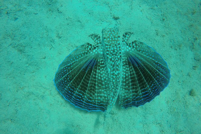 Elegance Catamaran Cruises Sailing Lunch Snorkel and Swim Excursion - Package Details