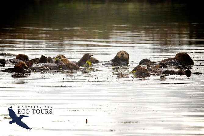 Elkhorn Slough Wildlife Tour - Tour Pricing and Booking Information