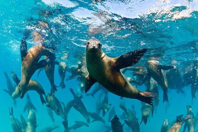 Espiritu Santo Island Combo: Sea Lions and Paddleboard 1 to 6 Private Group - Start and End Time