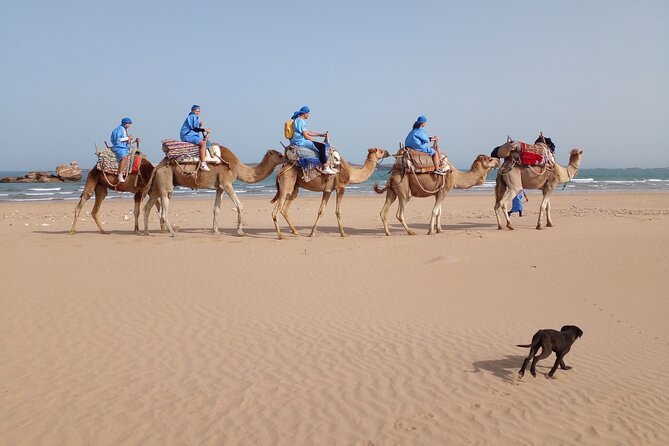 Essaouira Private Camel Ride (1 Hour). - Meeting and Pickup for the Private Camel Ride