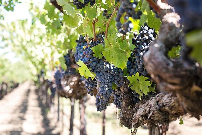 Etna Trekking and Wine Tasting - Overview and Experience