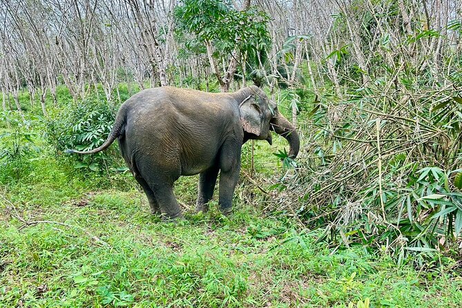 Evening Guide Tour to Khaolak Elephant Sanctuary Free 1 Cocktail - Tour Highlights