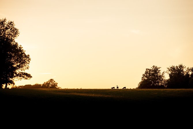 Evening Wildlife Safari Stockholm - Tour Overview