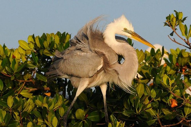 Everglades National Park Small Group Guided Boating & Walking Tour Expedition - Tour Details and Highlights