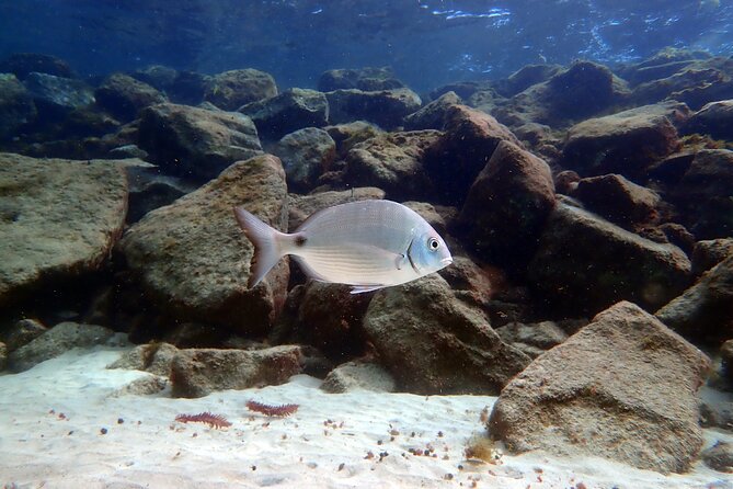 Experience 2-Hour Guided Snorkelling in Costa Teguise Lanzarote - Pricing and Value