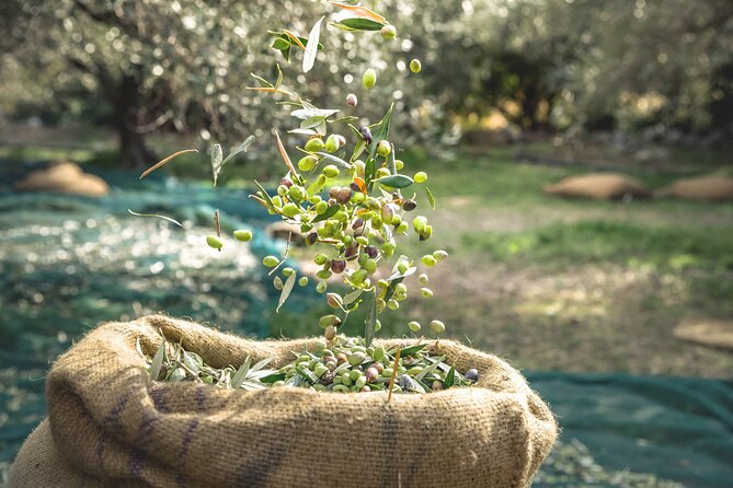 Explore the Secrets of Wine and Olives in Chania - History of Wine and Olives in Chania