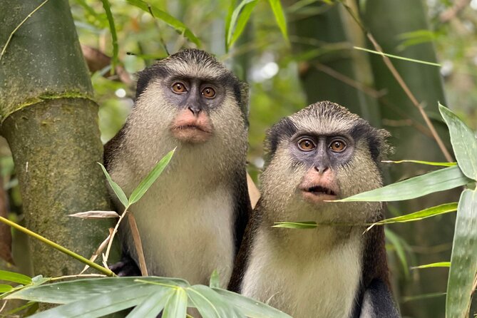Explorers Choice: Grenada Private Half Day Island Tour - Tour Highlights