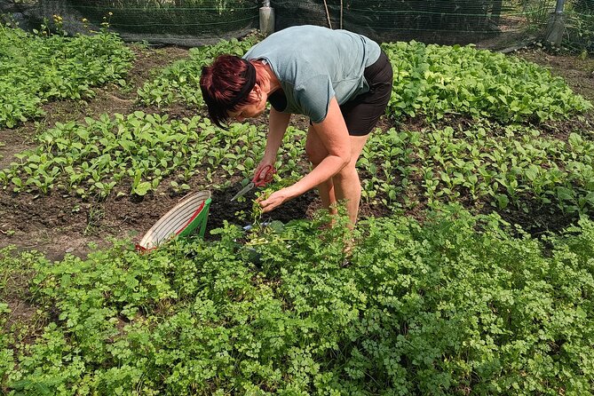 Exploring Organic Farm & Vietnamese Culinary With Master Chef - Farm-to-Table Experience