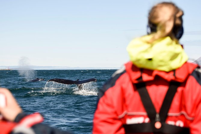 Express Whale Watching by RIB Boat From Akureyri - Overview and Logistics