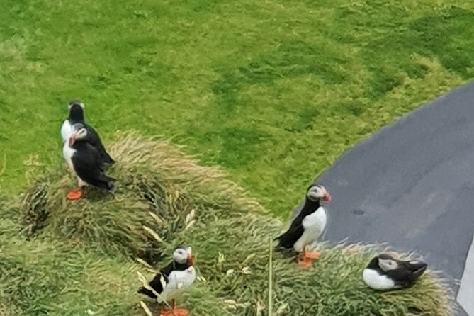 Eyjascooter Puffin Tour in Iceland - Inclusions