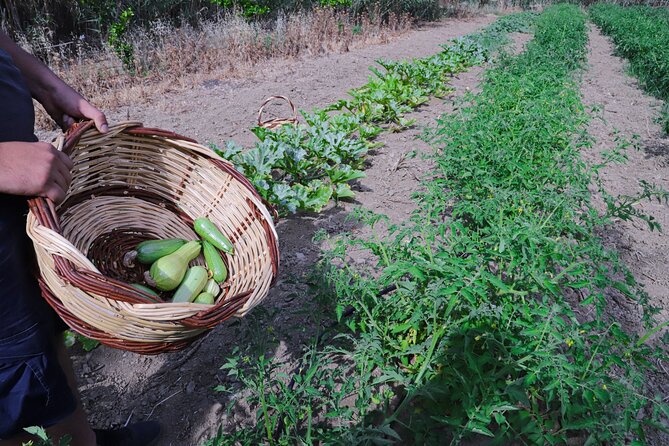 Farm to Table Experience in Tinos Island - Exploring Tinos Farming Culture