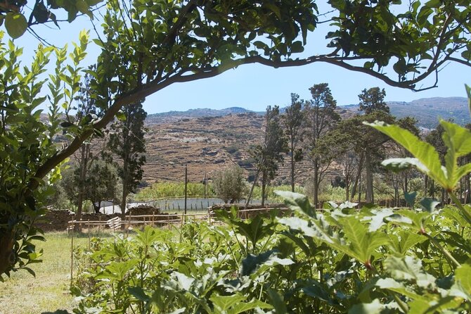 Farm to Table - Local Cooking Experience - Experience Details