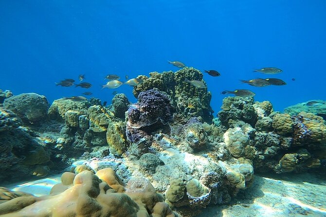 First Dive in the Beautiful and Quiet Maraa Lagoon (Paea - Tahiti) - Overview and Booking Details