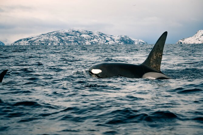Fjord and Whale Safari Tour - Tour Inclusions