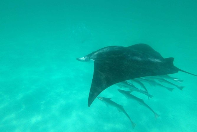 Flippers Adventures Dolphin Cruise - Whats Included