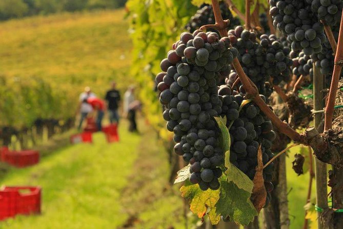 Florence to Montalcino and Montepulciano: Wine Tour With Lunch - Wine Tasting in Montalcino