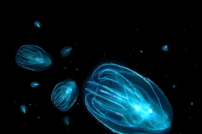 Florida Sunset and Bioluminescence Package - Package Details