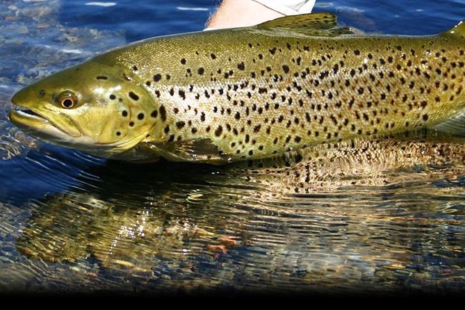 Fly Fishing for Wild Brown Trout on Lough Corrib. Galway. Private Ghillie. - Inclusions