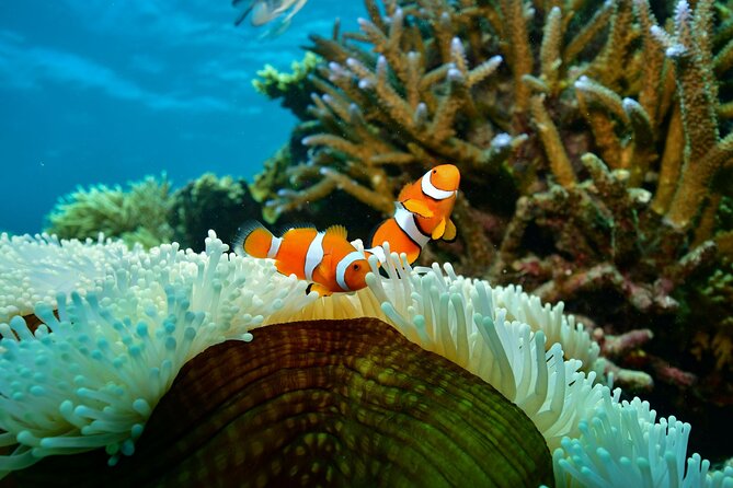 Fly to Moore Reef & Cruise Return - Outer Reef Activity Platform