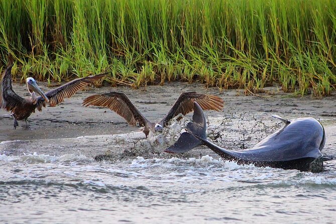 Folly Beach Dolphin Viewing Boat Excursion and Estuary Tour - What to Expect on the Boat Excursion
