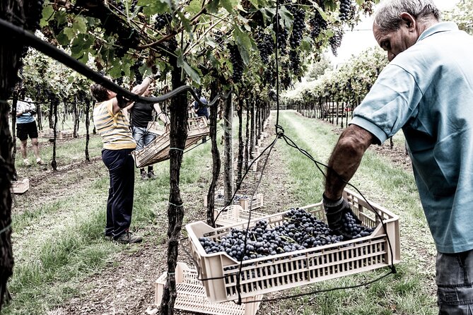 Food and Wine Tasting in Valpolicella - Location and Venue