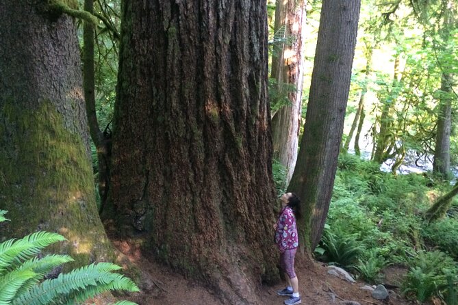 Forest Hike to Gorgeous Twin and Snoqualmie Falls - Overview and Logistics