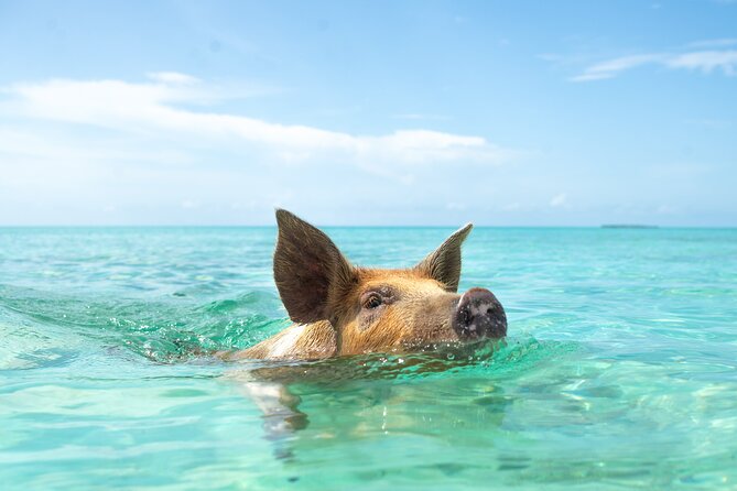 Four-Hour Pig Swim and Activities at Rose Island  - New Providence Island - Customer Experiences