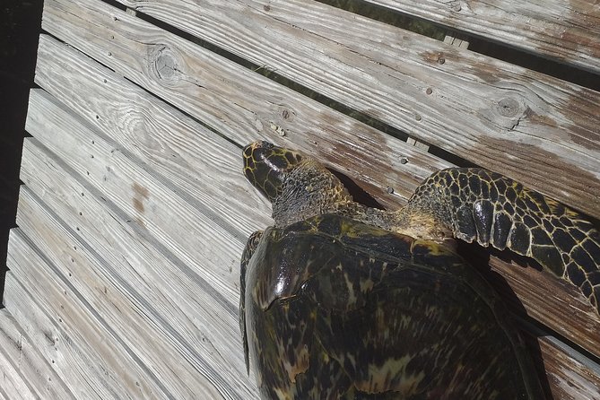 Freeport Shore Excursion: Kayak Turtle Park - Meeting and Pickup