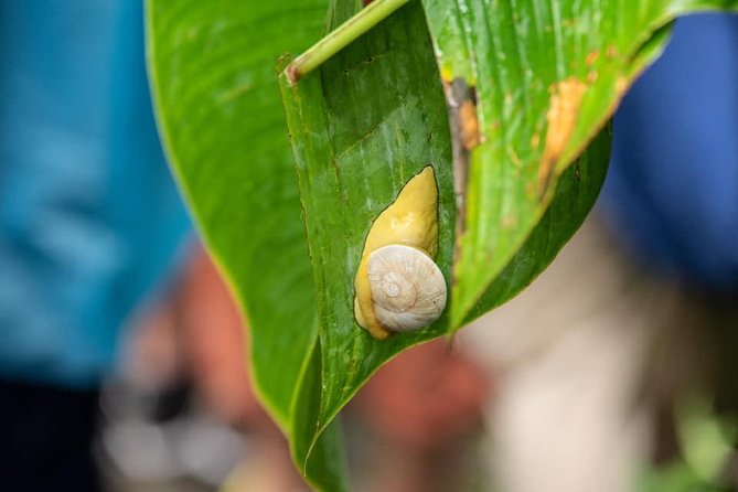 From San Juan: El Yunque Rainforest Hiking Adventure - Common Questions