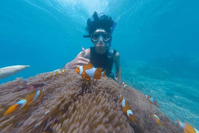 Fujairah Dibba Snorkeling Experience Half Day - Good To Know