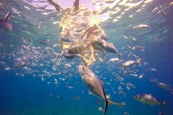 Full-Day Catalina Island Snorkeling Tour From Punta Cana - Reviews and Ratings