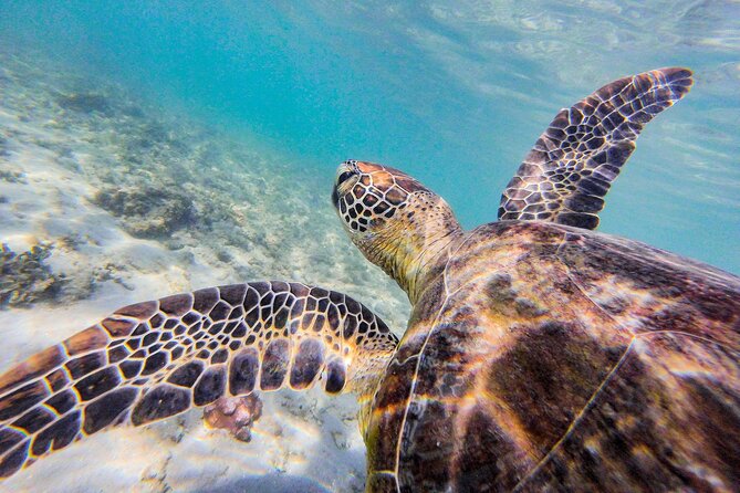Full Day Dunk, Barnard, Frankland & Fitzroy Islands Expedition - Inclusions and Services