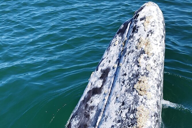 Full Day Gray Whale Watching Experience - Overview of Gray Whale Watching Experience