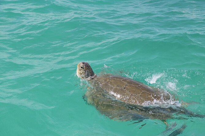 Full Day Guided Tour to Sian Kaan (Short Way) - Tour Duration and Pickup Service