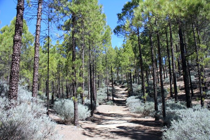 Full Day Hiking Gran Canaria Peaks of Gran Canaria - Hiking Requirements and Recommendations