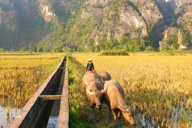 Full Day Hoa Lu Heritage & Mua Cave Adventure Tour - Adventure Activities at Hoa Lu