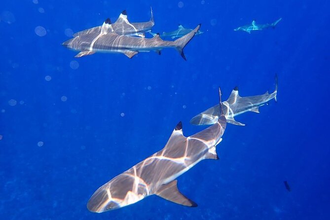 Full-Day Lagoon Safari Tour With Lunch in Bora Bora - Shared Tour - Pickup and Transportation Details