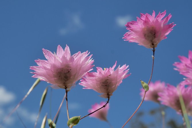 Full-Day Perth Flower Photography Excursion - Tour Details