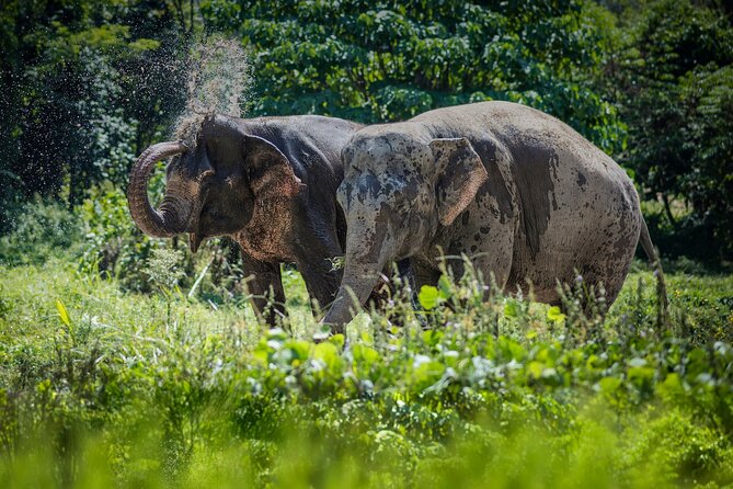 Full-Day Phuket Elephant Sanctuary Tour With Lunch and Dinner - Overview of Phuket Elephant Sanctuary