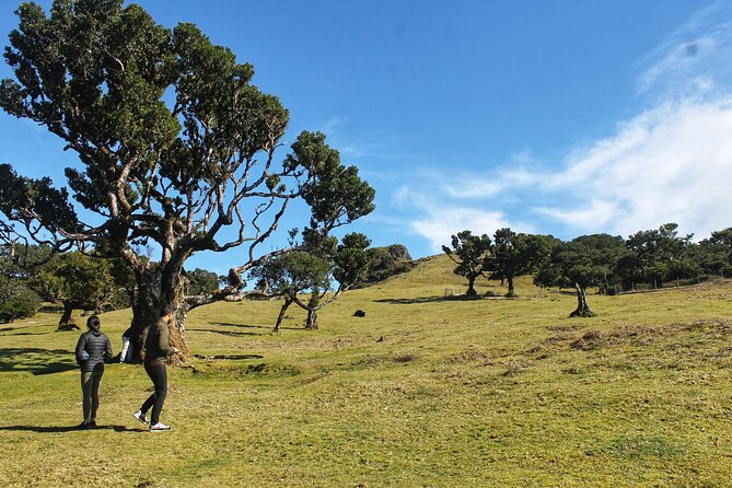 Full Day Private 4x4 Tour in West Madeira With Local Guide - Traveler Experiences