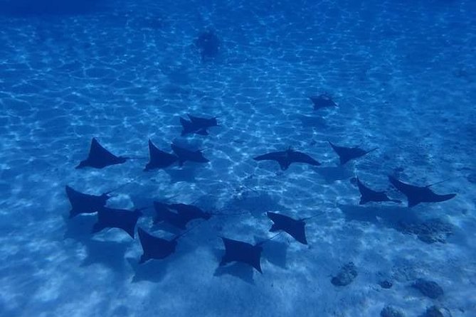 Full-Day Private Boat Tour of Bora Bora Lagoon With Snorkel - Inclusions for the Boat Tour