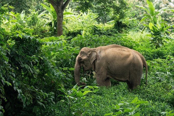Full-Day Rescued Elephant Walk With Guide Tour in Khaolak - Pricing and Booking