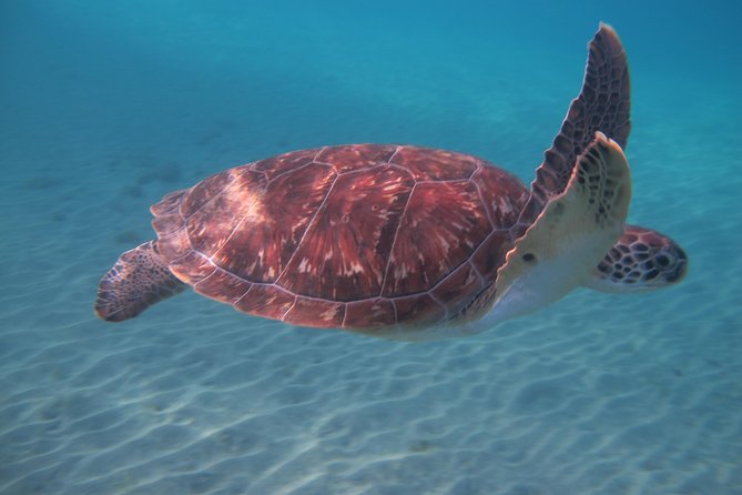 Full-Day Small-Group Martinique Catamaran Tour - Tour Experience