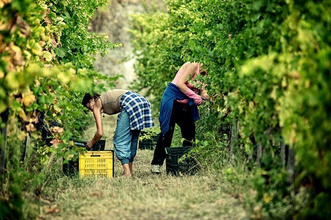Full Day Small Group Pompeii Tour From Sorrento With Local Wine Tasting - Questions and Information