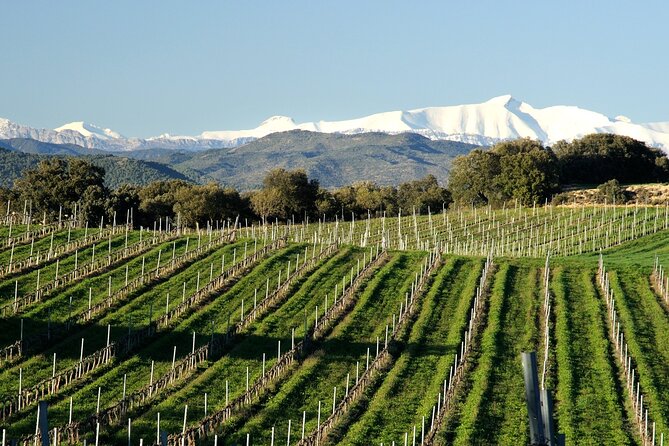 Full-day Somontano Wine Excursion and Visit Alquezar - Overview of Somontano Wine Excursion